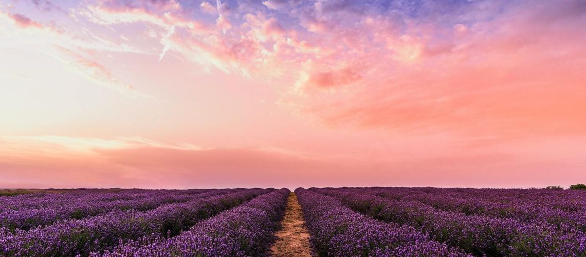 Champ de lavande pour la production d'huile essentielle